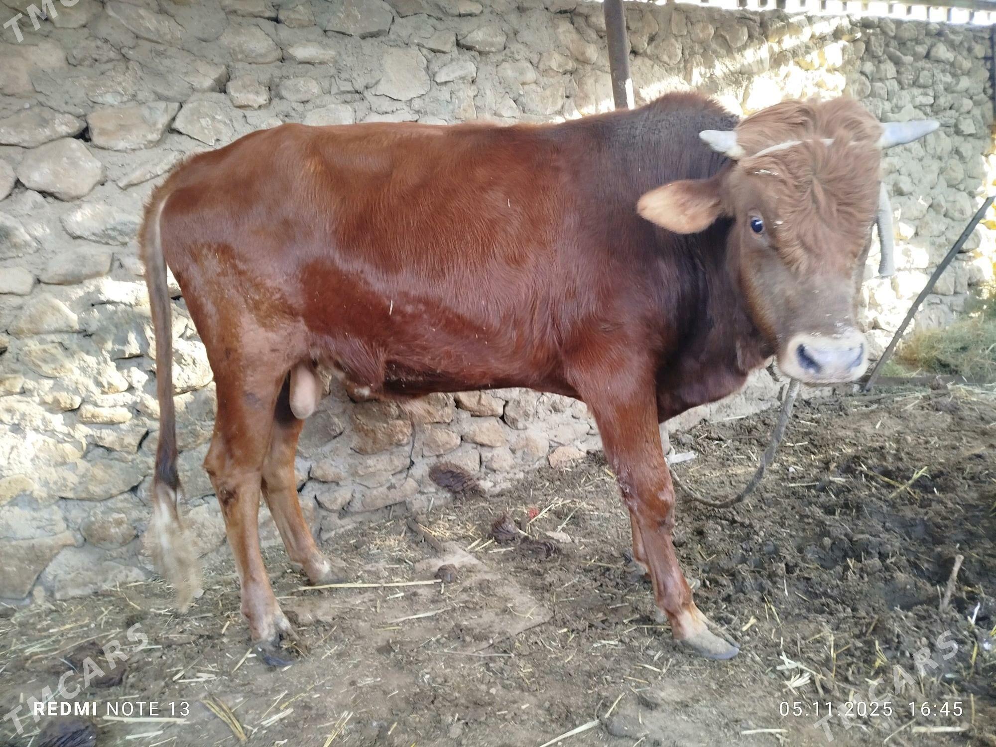 okuz - Джебел - img 4