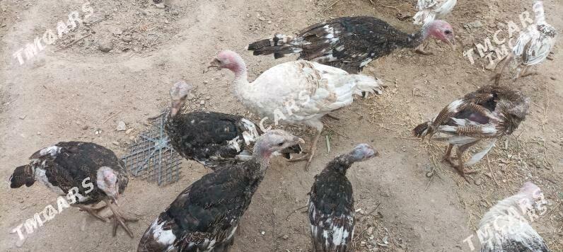 induk - Берекет - img 1