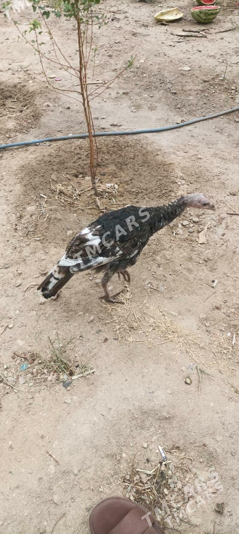 induk - Берекет - img 2