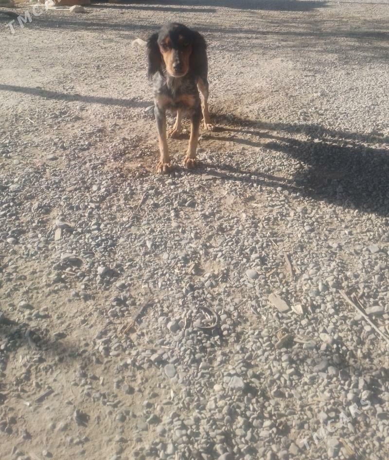 щенки, güjikler - Gökdepe - img 2