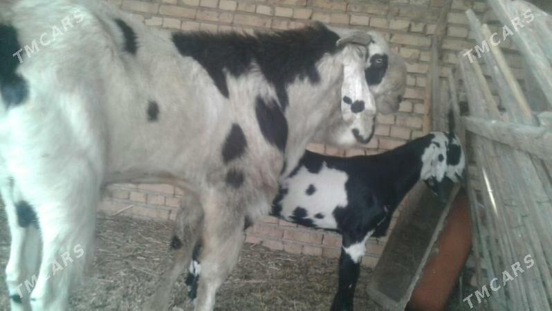 Пакистан Чебиш 4 айлык - Kerki - img 3