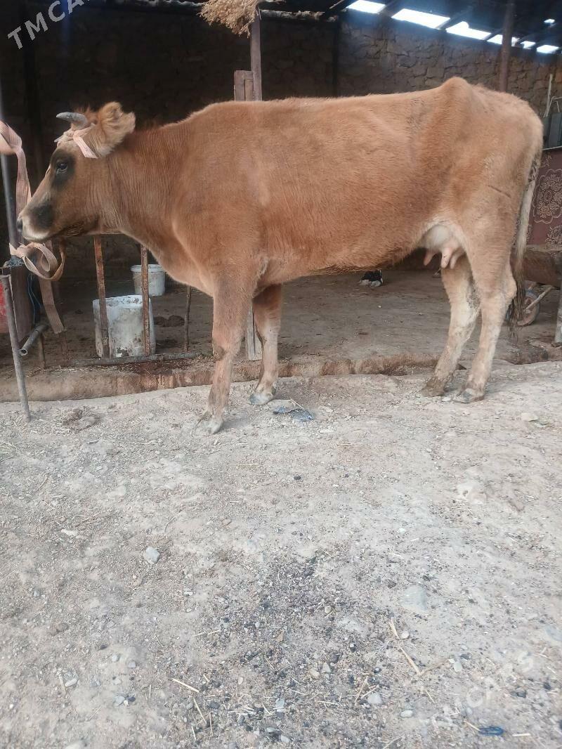 Tohum göleli sygyr - Gyzylarbat - img 4