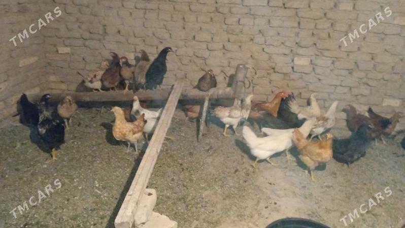 towuk - Baýramaly - img 2