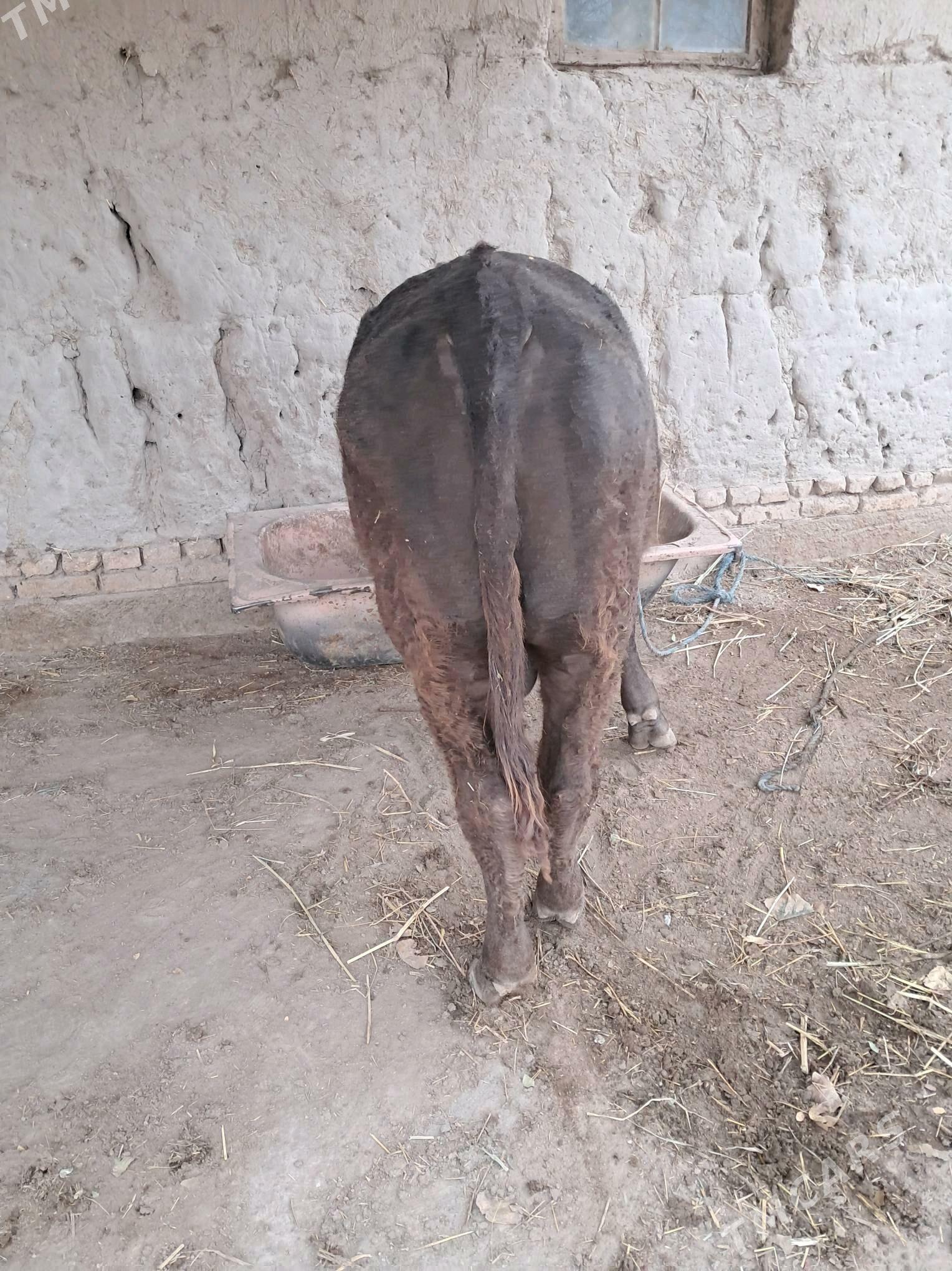 Швед - Şabat etr. - img 3