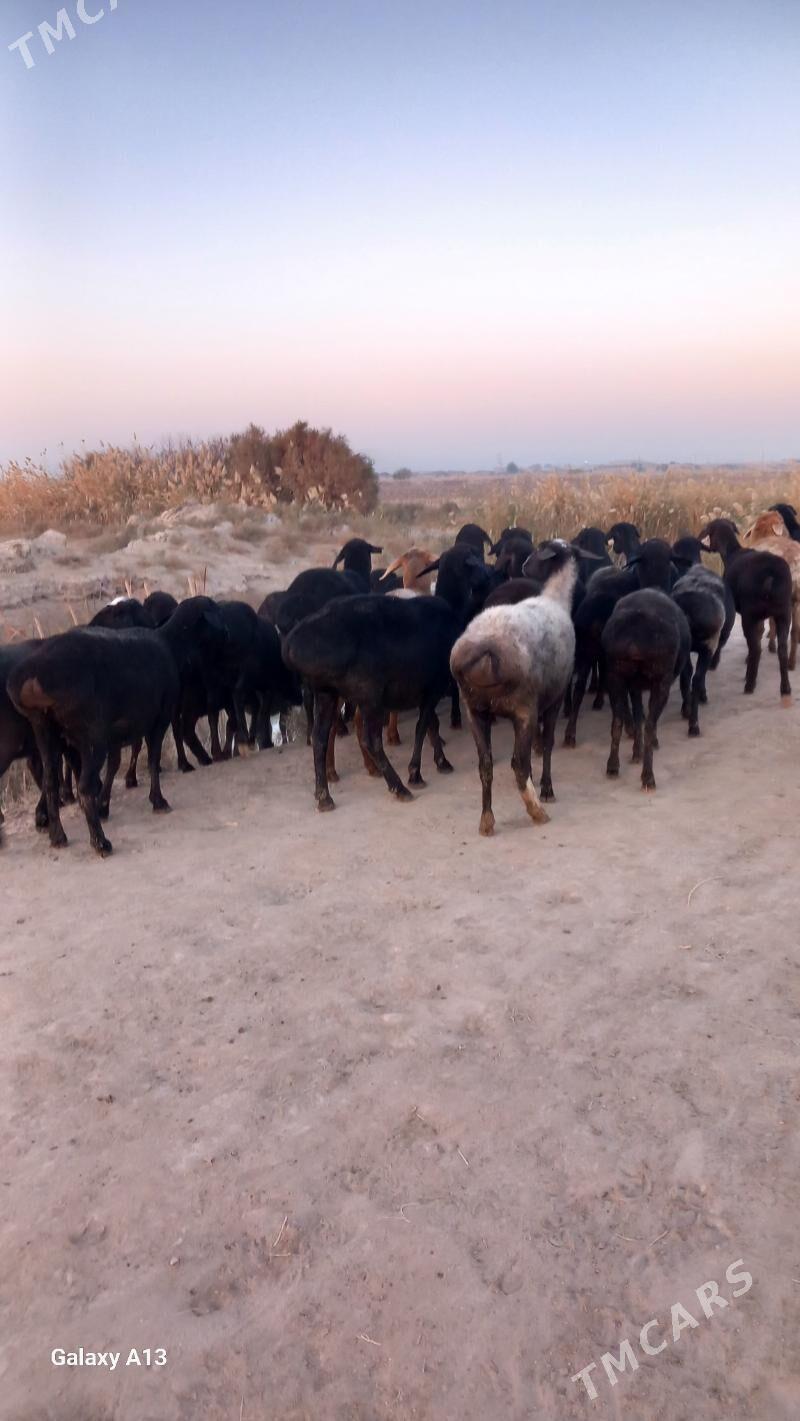 Gisir goyunlar - Чарджоу - img 3