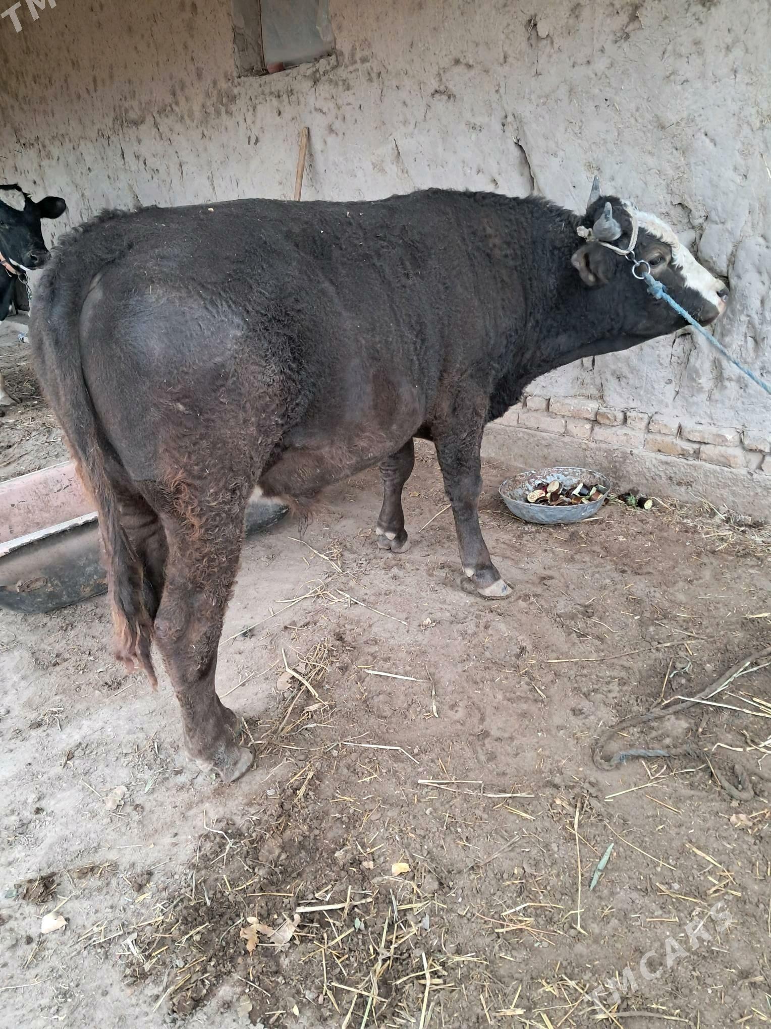 Швед - Şabat etr. - img 1