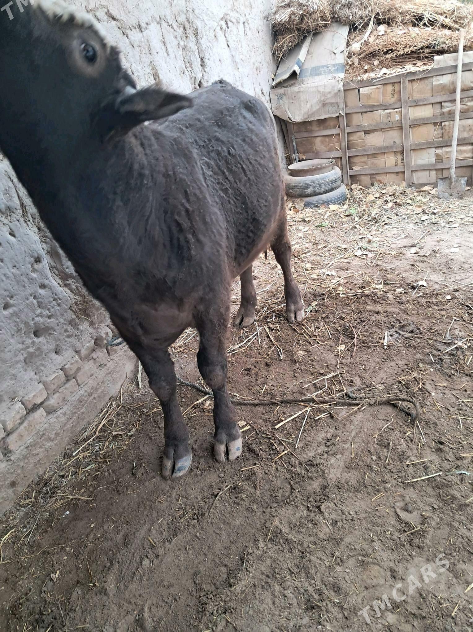 Швед - Şabat etr. - img 2