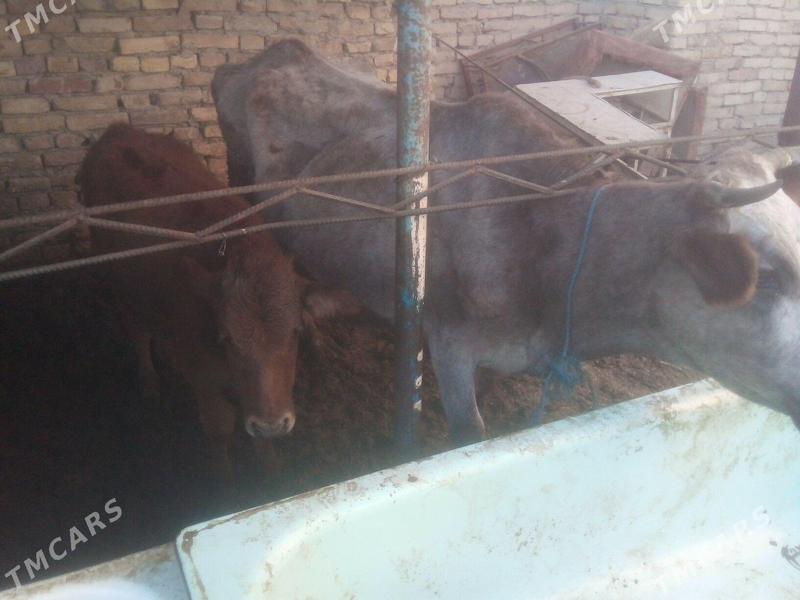 okuz inak okuzce - Çärjew - img 5