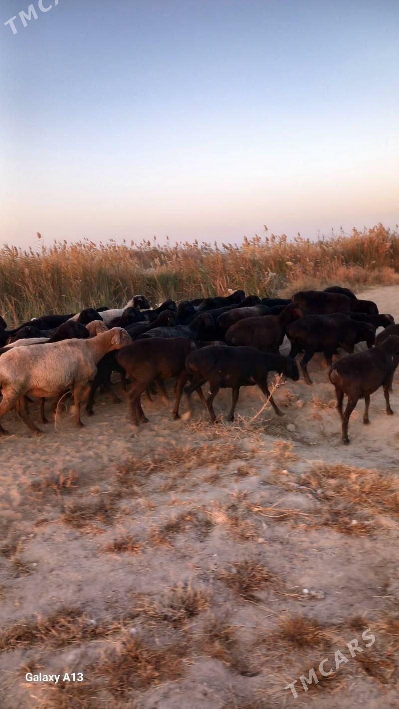 Gisir goyunlar - Чарджоу - img 6