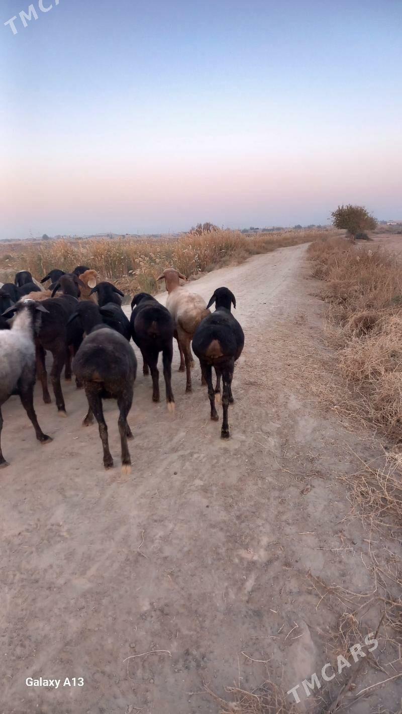 Gisir goyunlar - Чарджоу - img 7