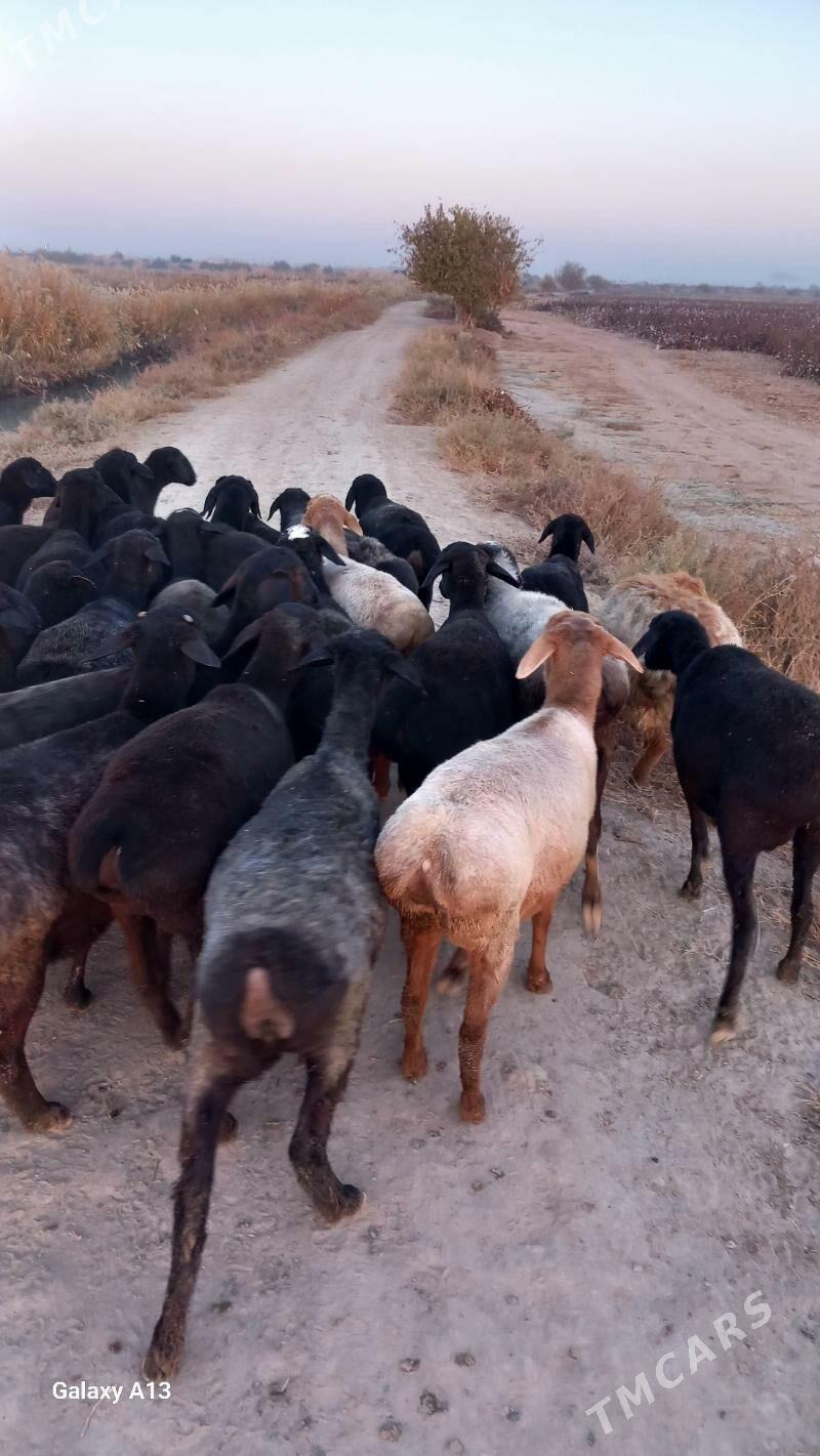 Gisir goyunlar - Чарджоу - img 1