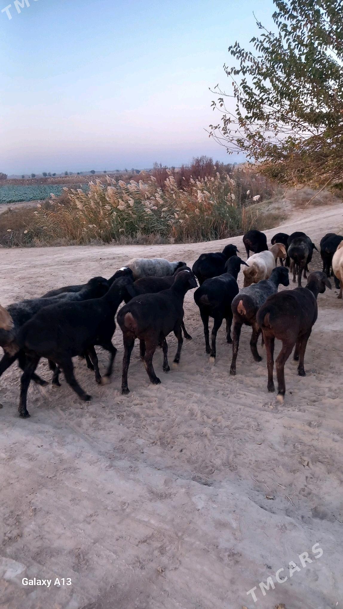 Gisir goyunlar - Чарджоу - img 4