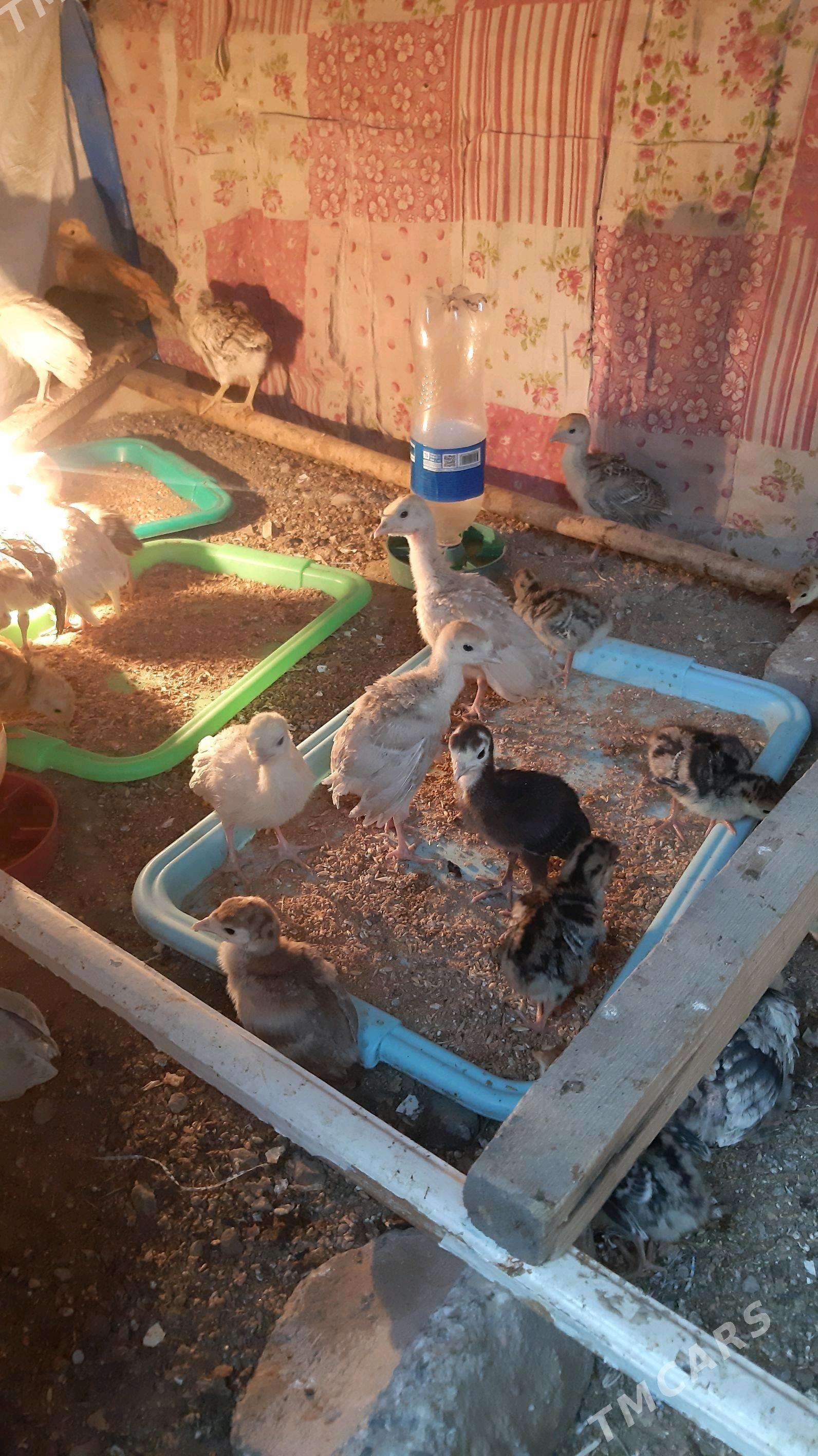 induk - Ашхабад - img 1