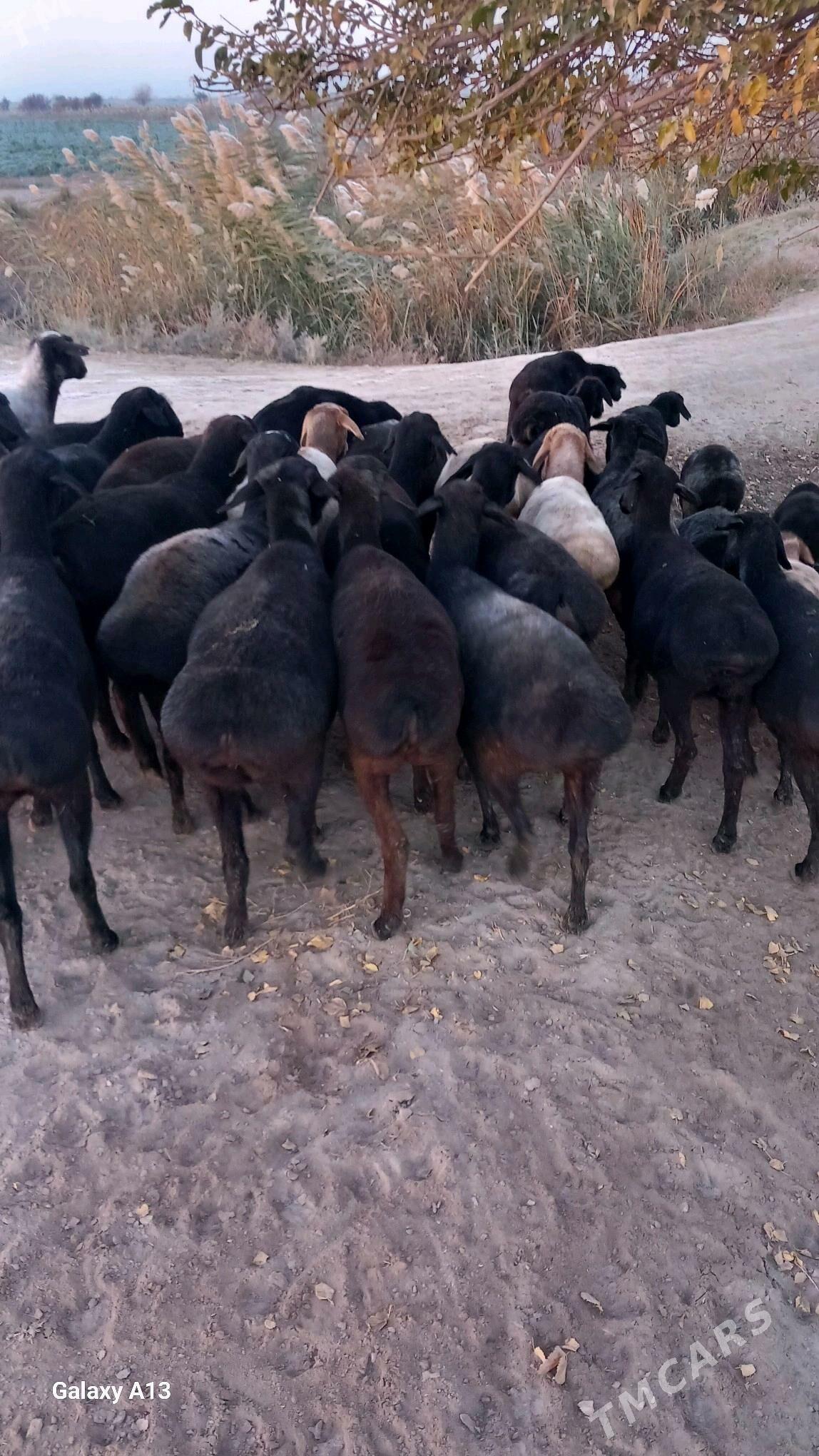 Gisir goyunlar - Чарджоу - img 5