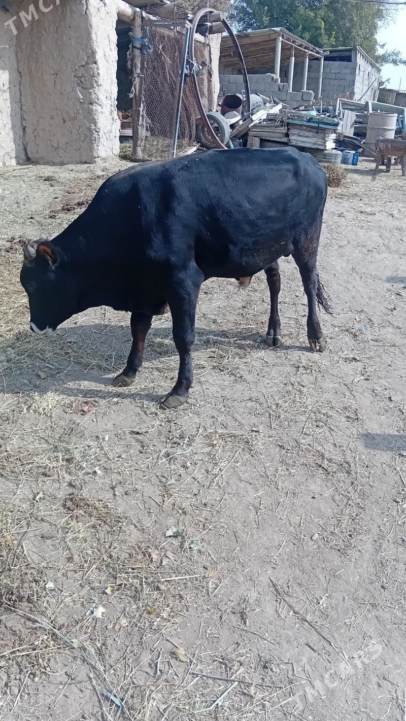 okuz - Кака - img 3