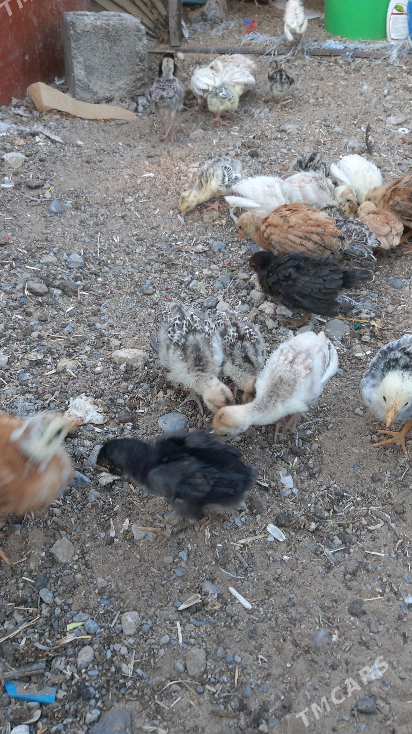 induk - Ашхабад - img 3