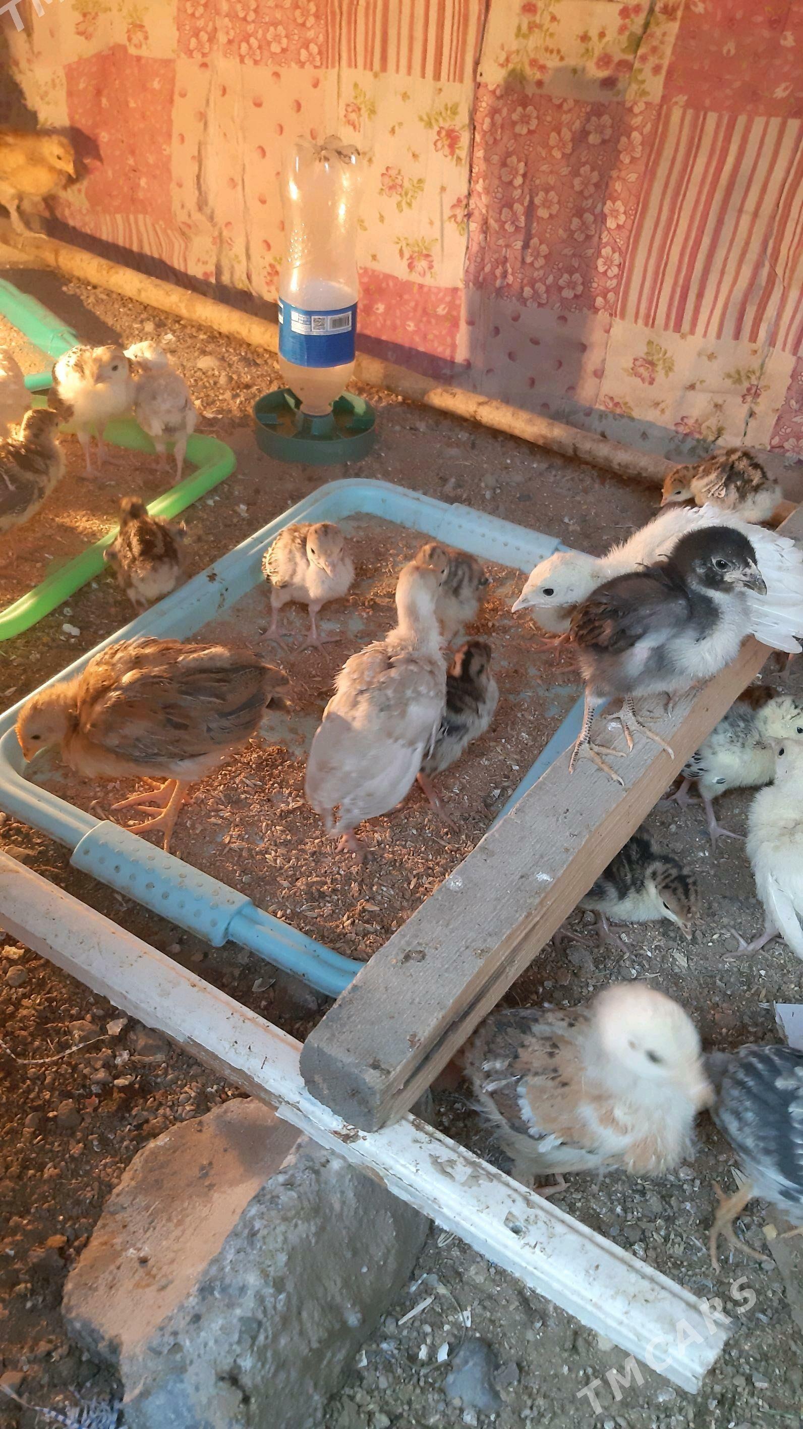 induk - Ашхабад - img 4