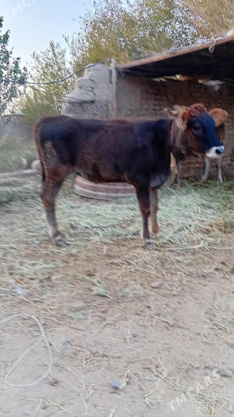 tuwe 6 alty aylyk - Kaka - img 2