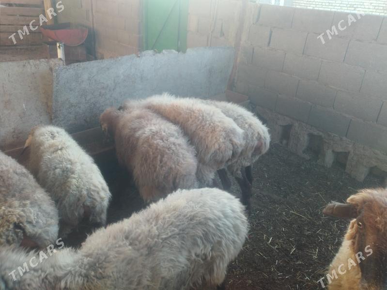 goýun semiz - Берекет - img 2