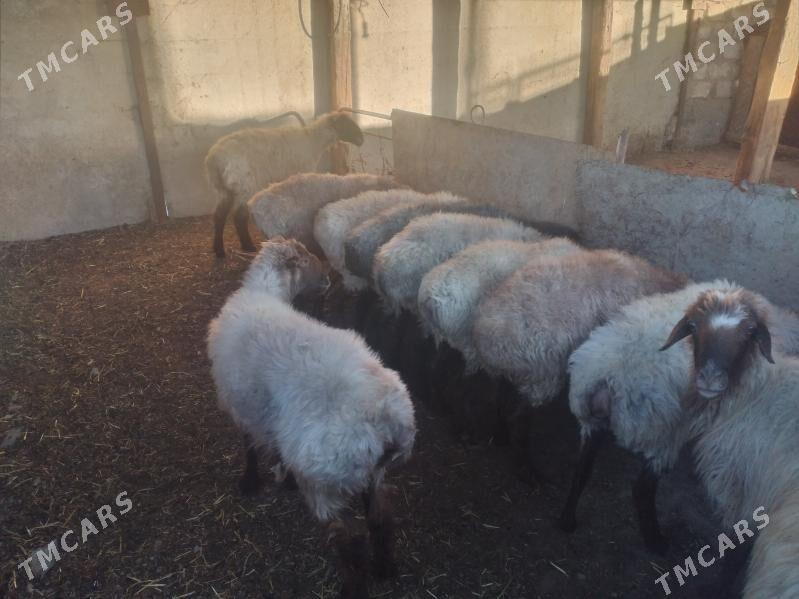 goýun semiz - Берекет - img 4