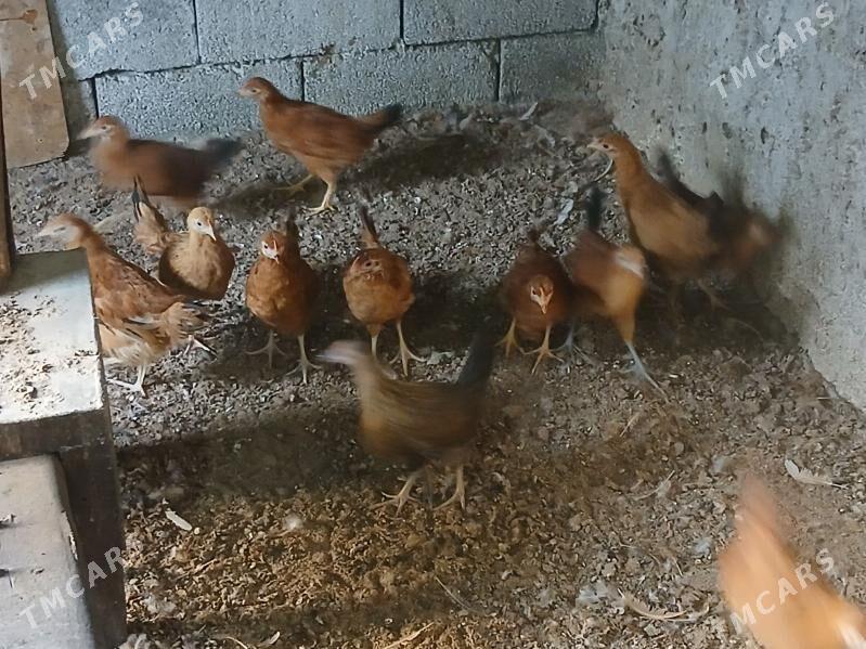 juje 3 ay - Gökje - img 2