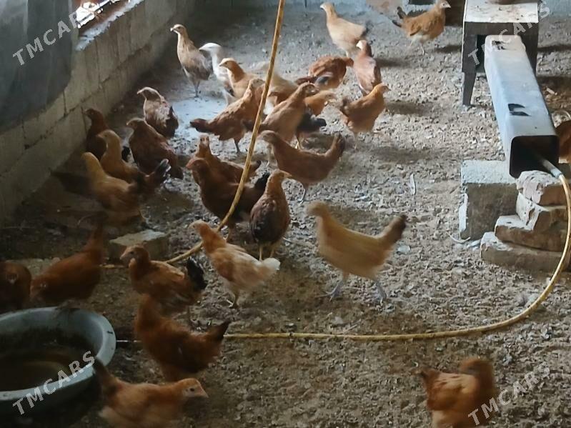 juje 3 ay - Gökje - img 4