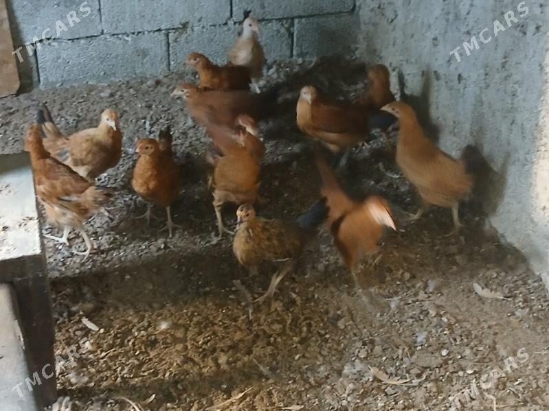 juje 3 ay - Gökje - img 3