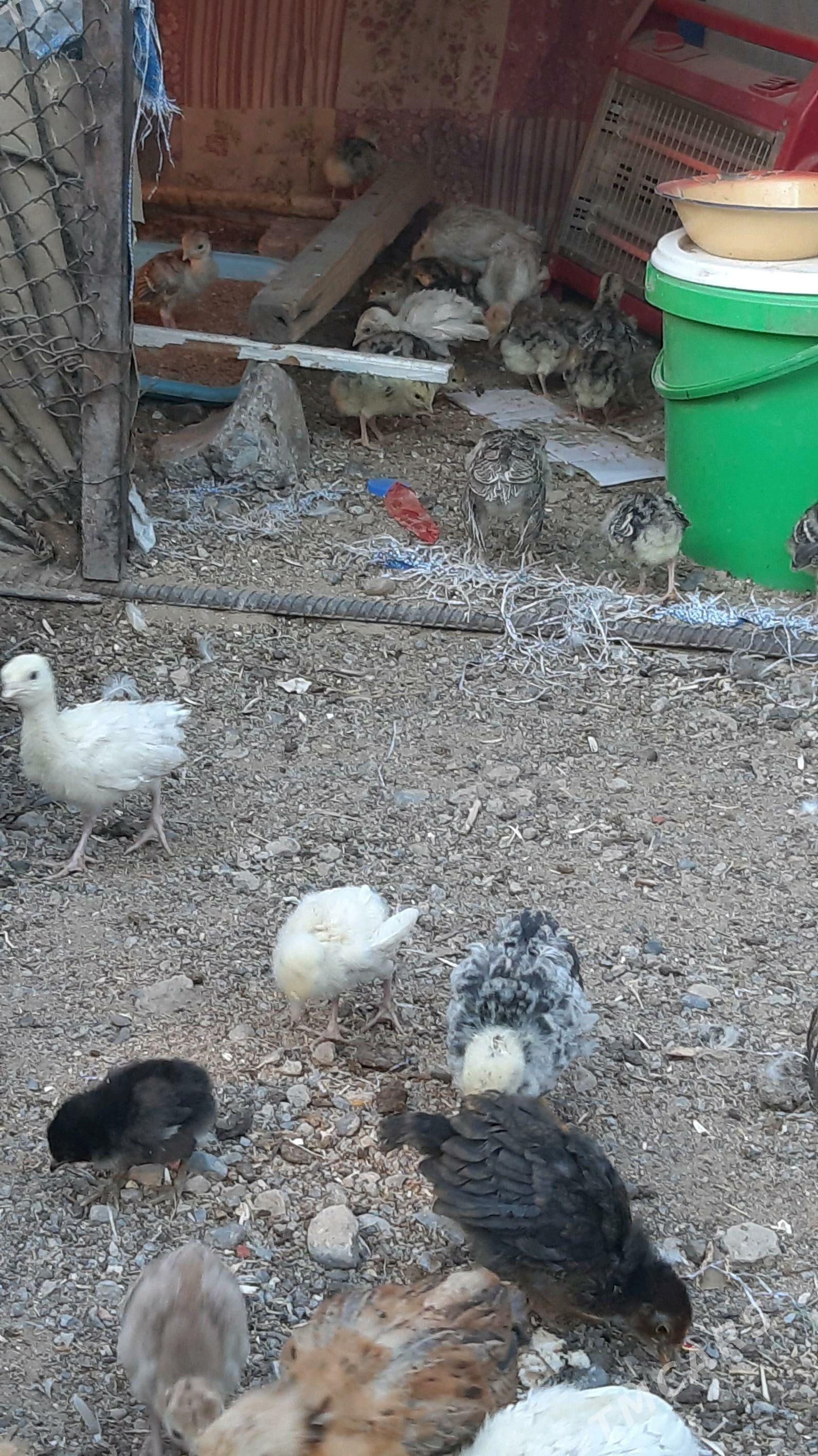 induk - Ашхабад - img 6