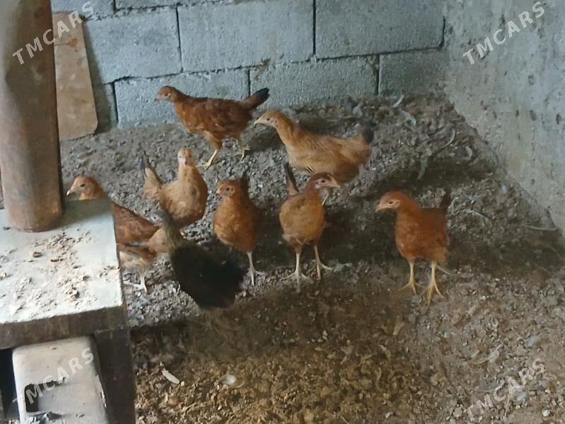 juje 3 ay - Gökje - img 1