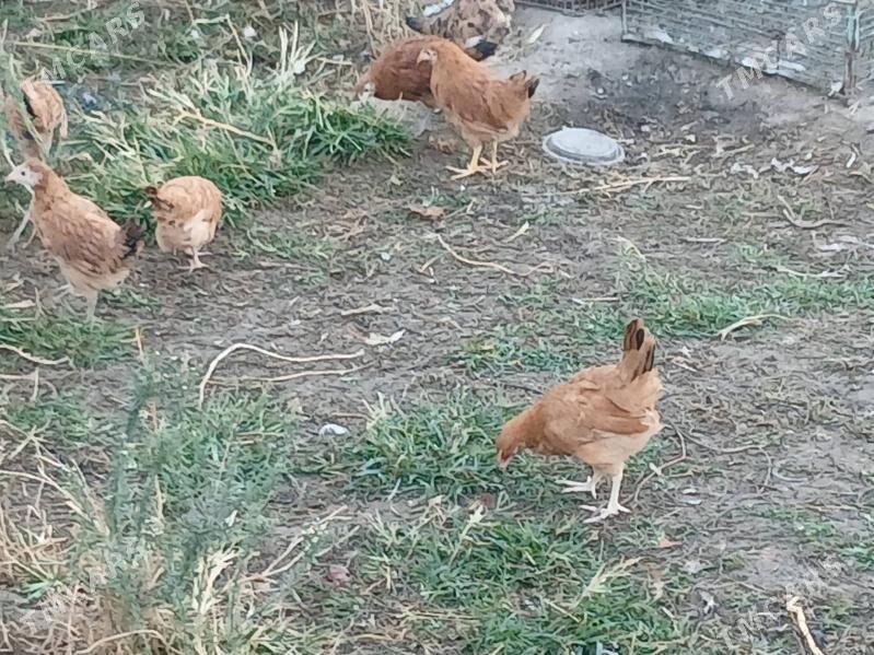 juje 3 ay - Gökje - img 7