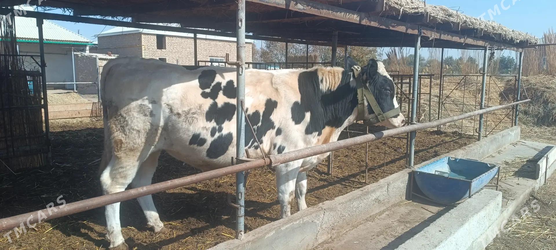 okiz - Ýolöten - img 1