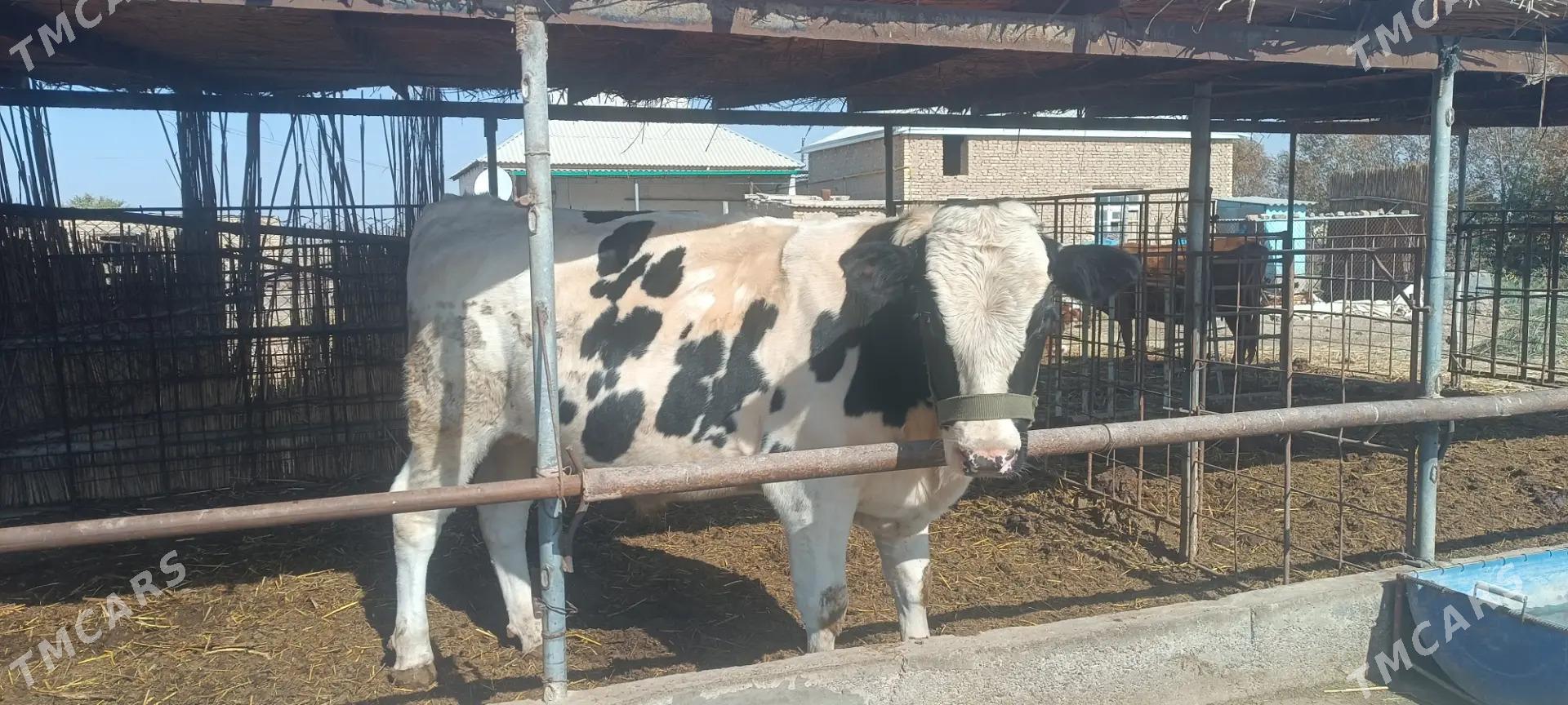 okiz - Ýolöten - img 2