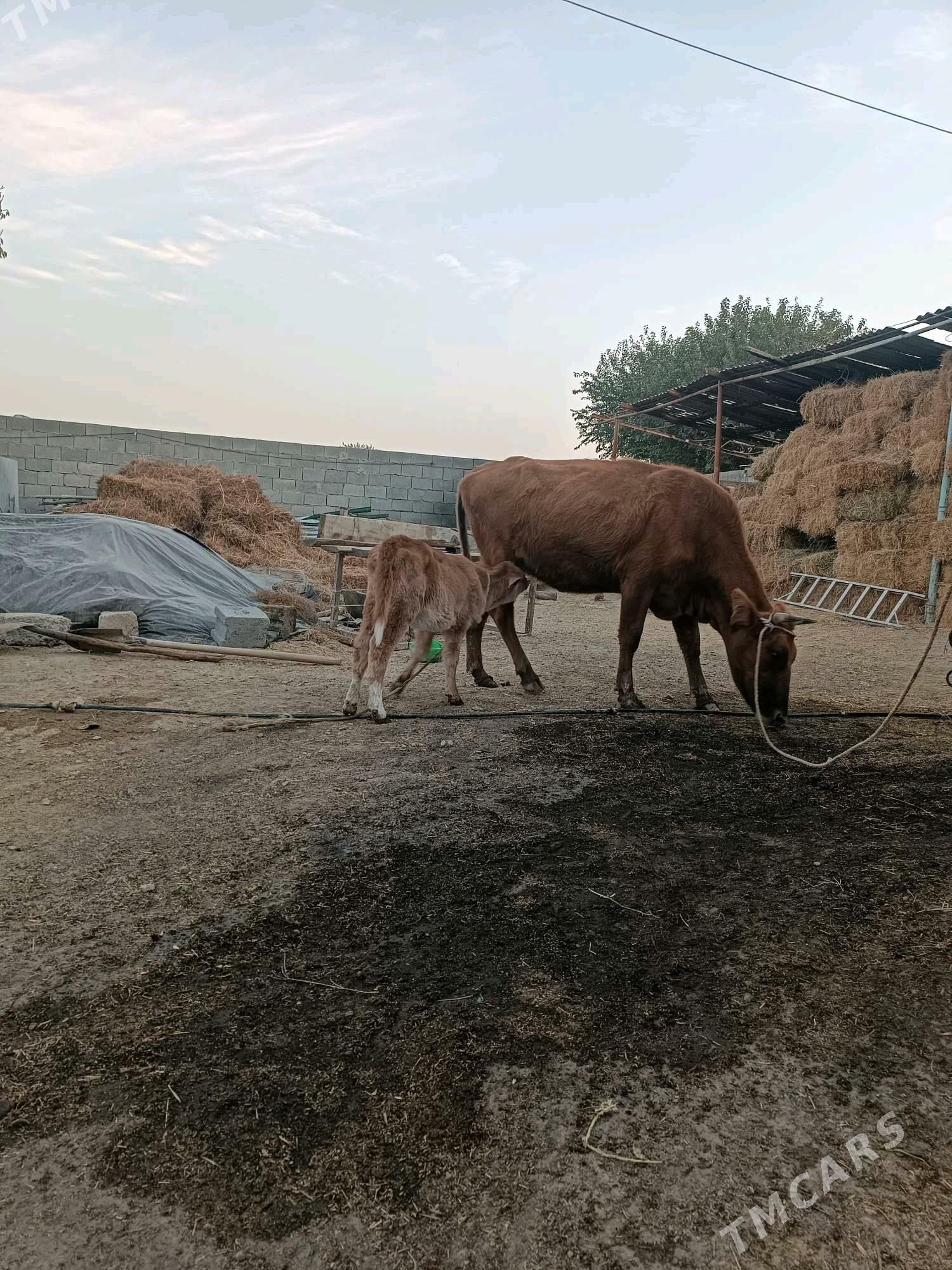 Gőleli sygyr - Гёкдепе - img 1