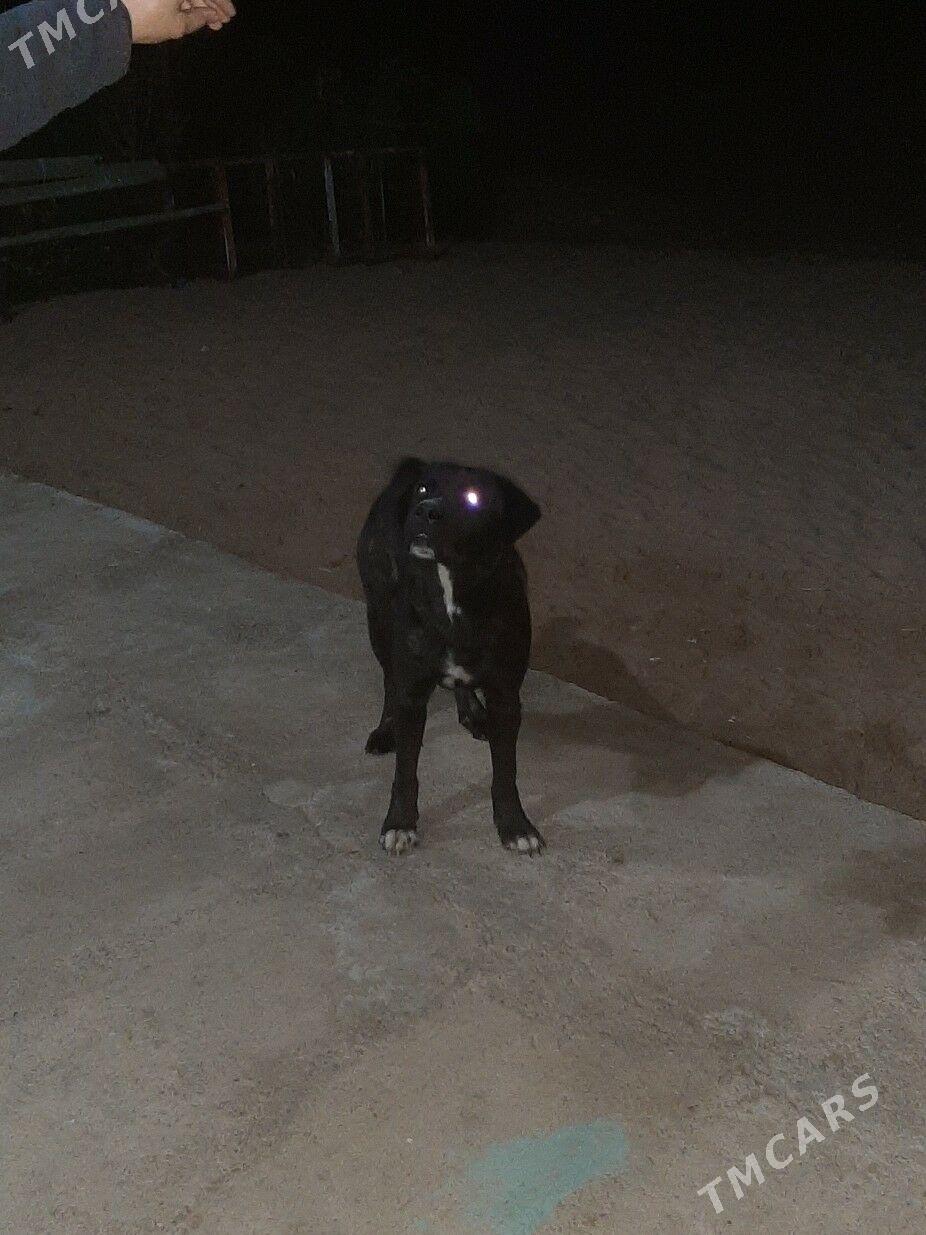 paroda kani korsa - Гуртли - img 4