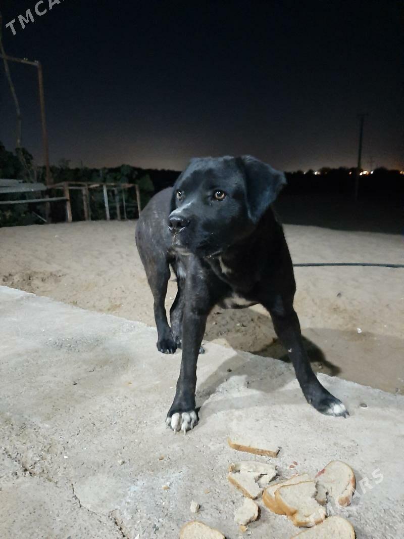 paroda kani korsa - Гуртли - img 3