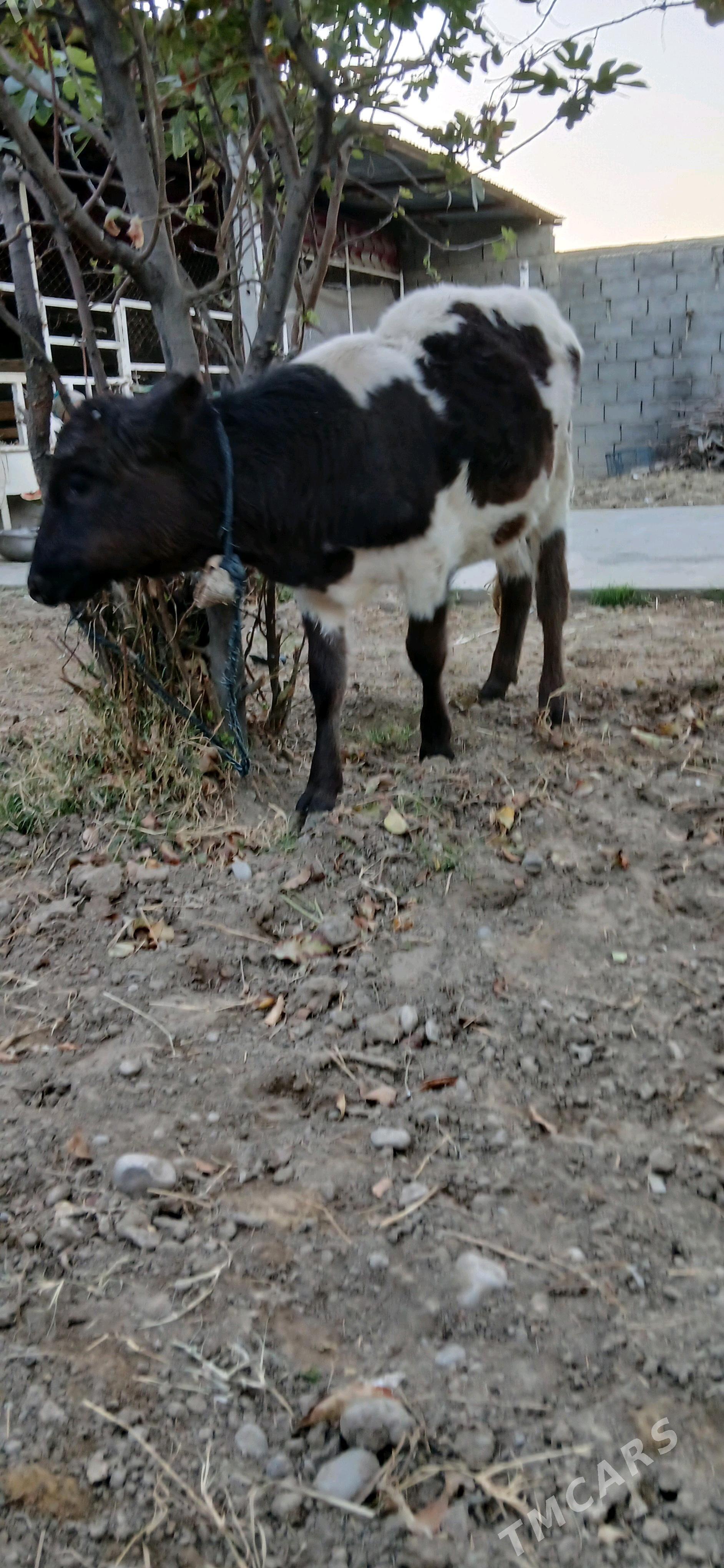 tuwe - Büzmeýin - img 2