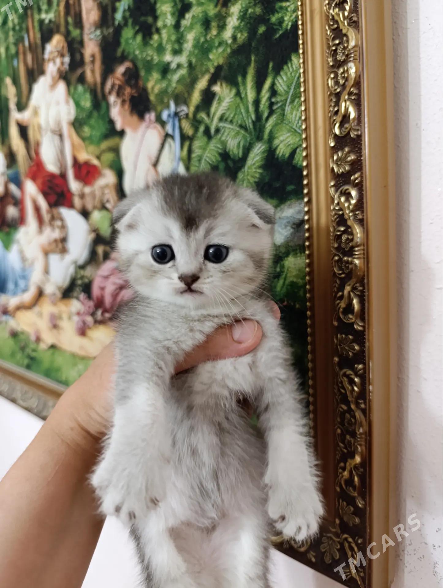 шотландская девочка - Ашхабад - img 3