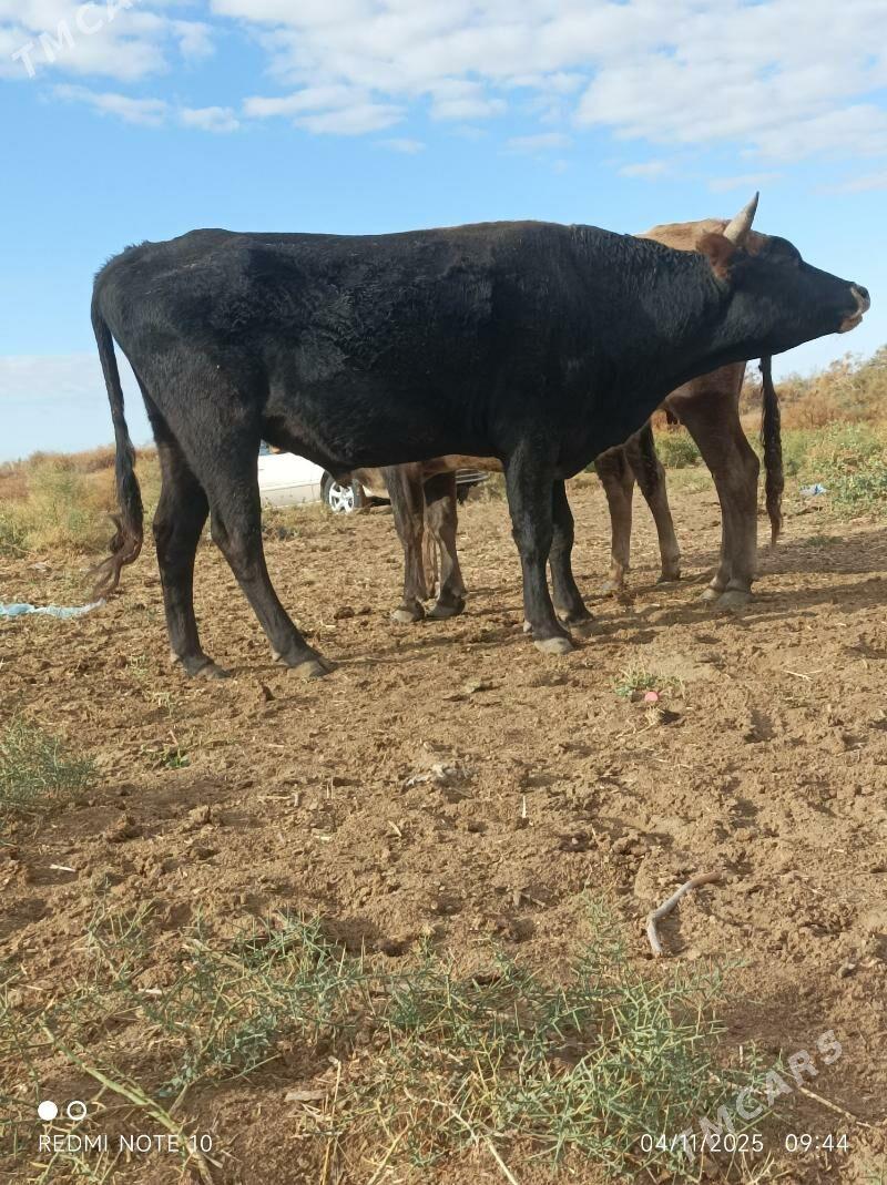 okuz - Бабадайхан - img 2