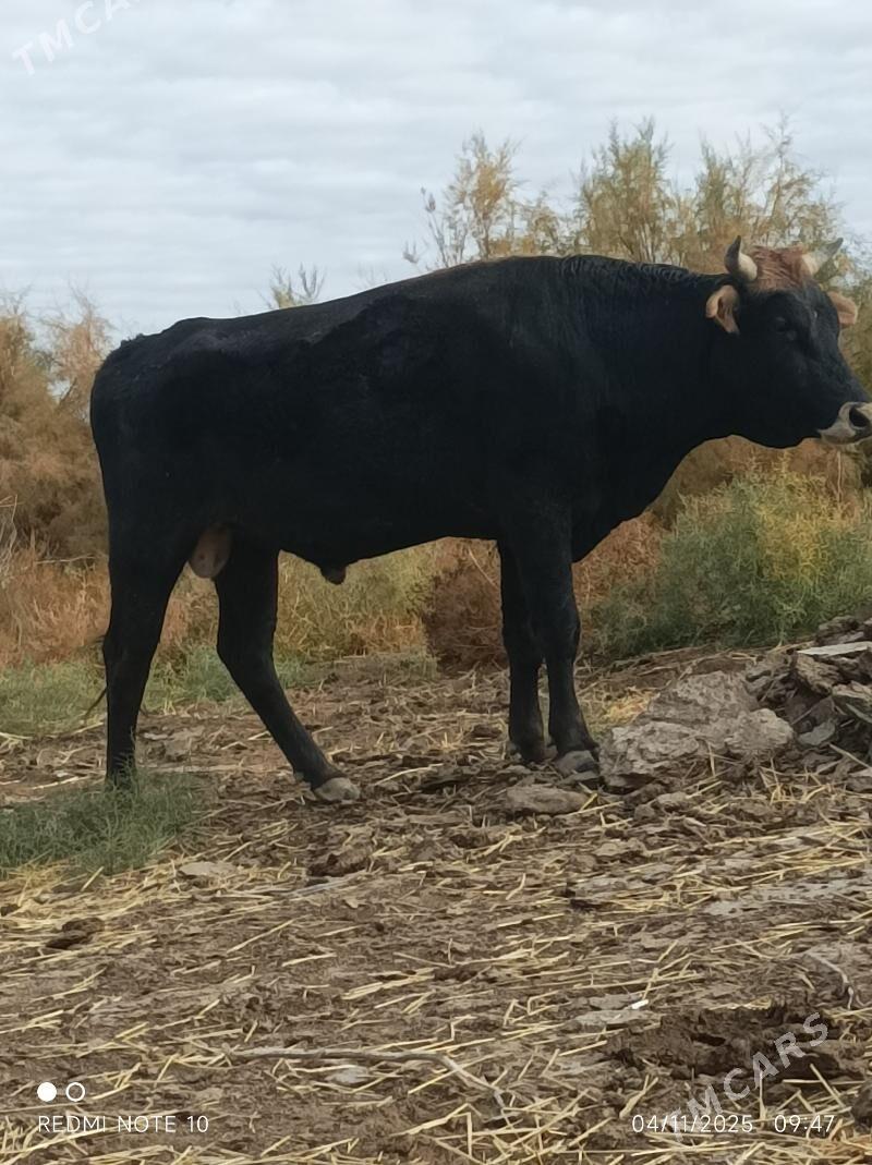 okuz - Бабадайхан - img 1