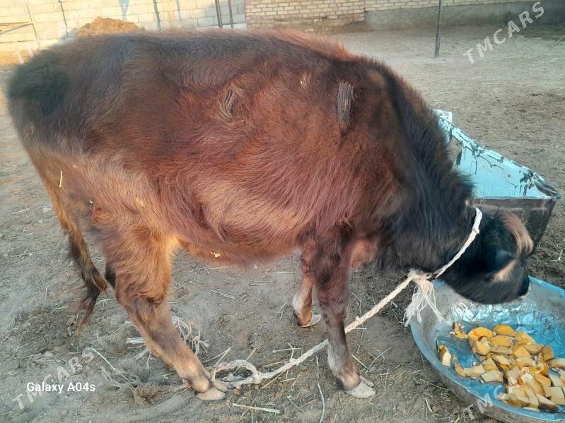 Öküz - Babadaýhan - img 2