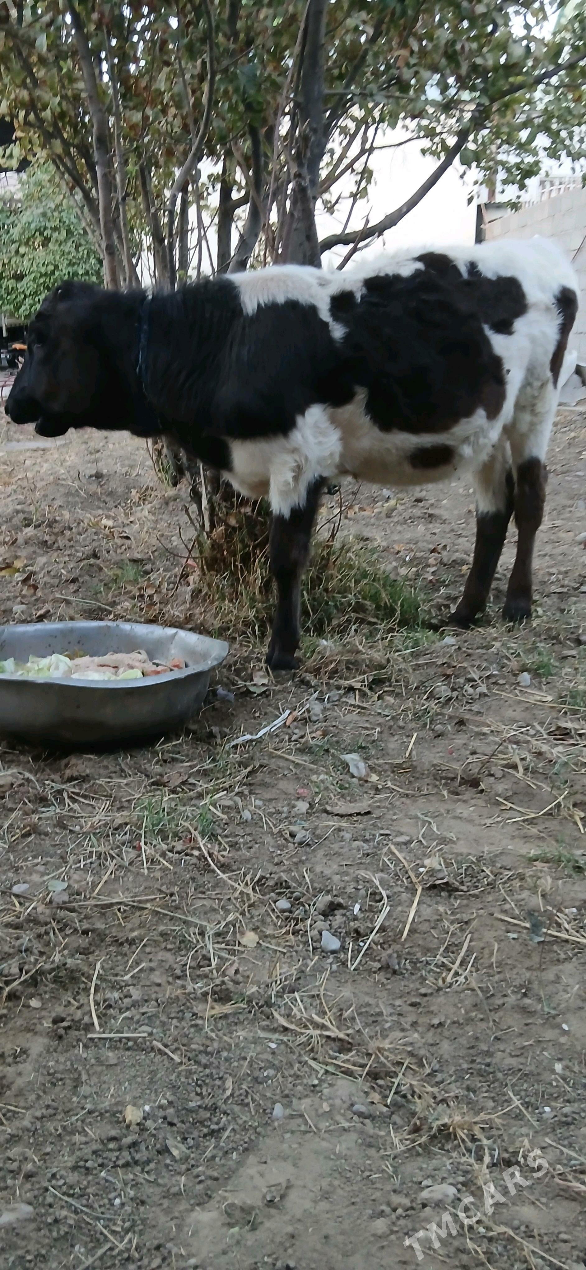 tuwe - Büzmeýin - img 3