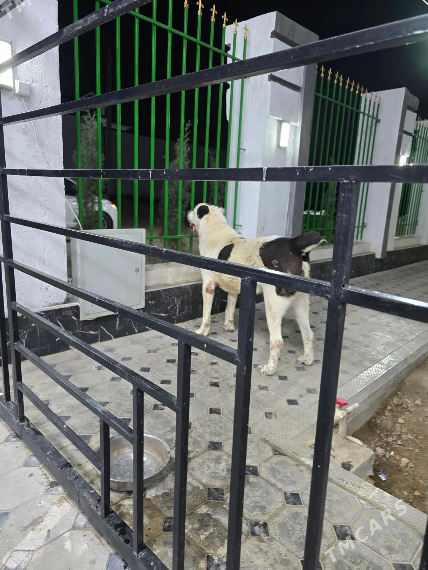 alabay - Änew - img 2