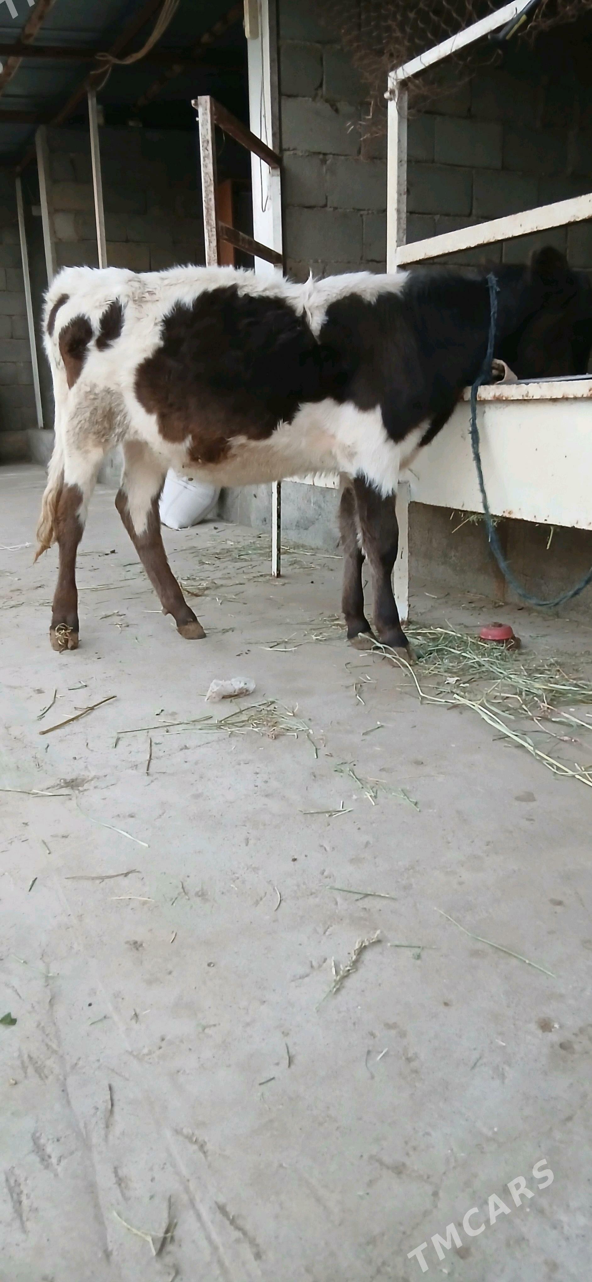 tuwe - Büzmeýin - img 4