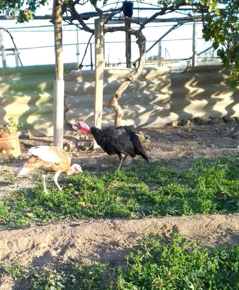 induk - Ашхабад - img 3