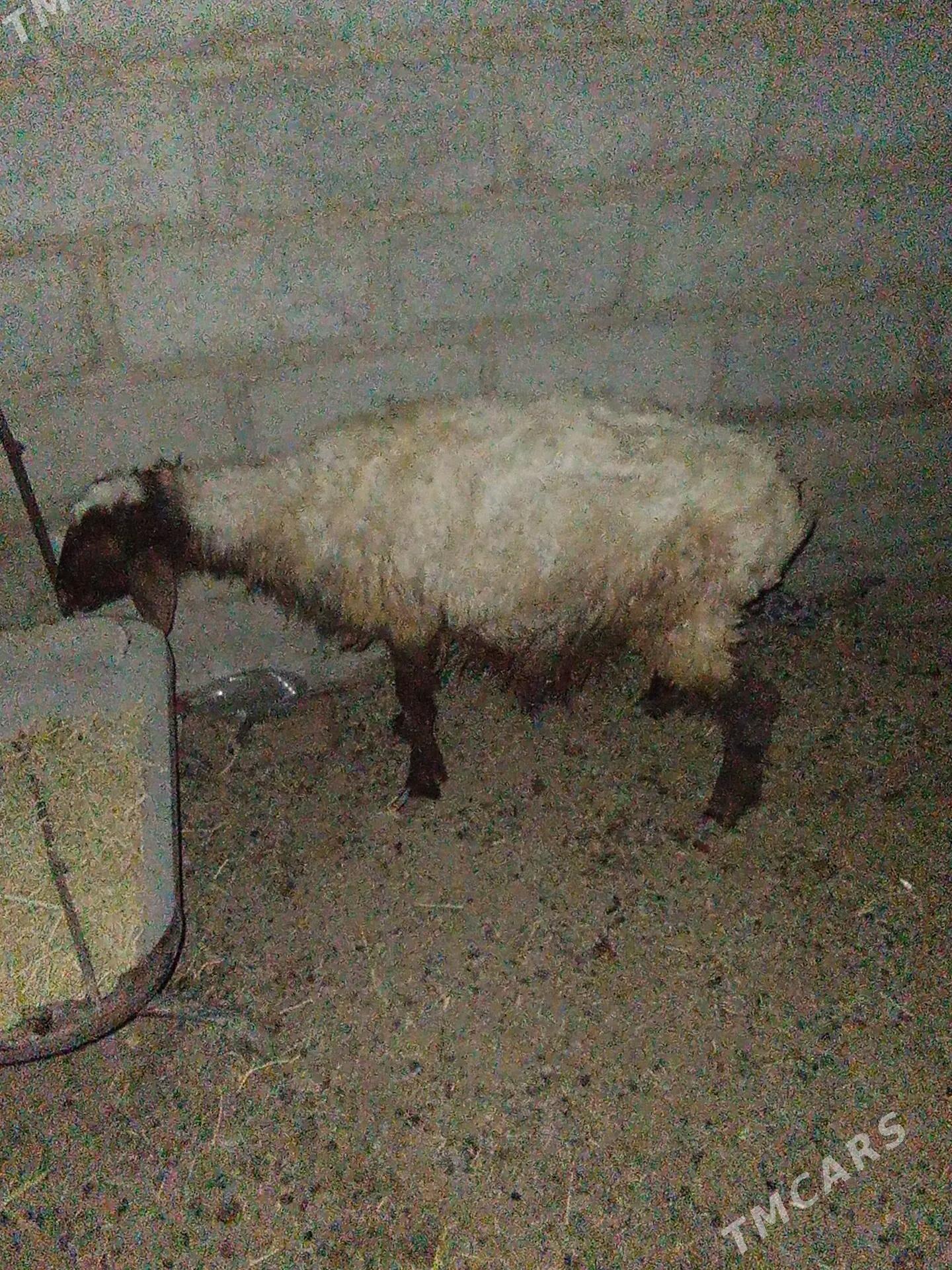 goyun yeri bugdayyly - Эсенгулы - img 2