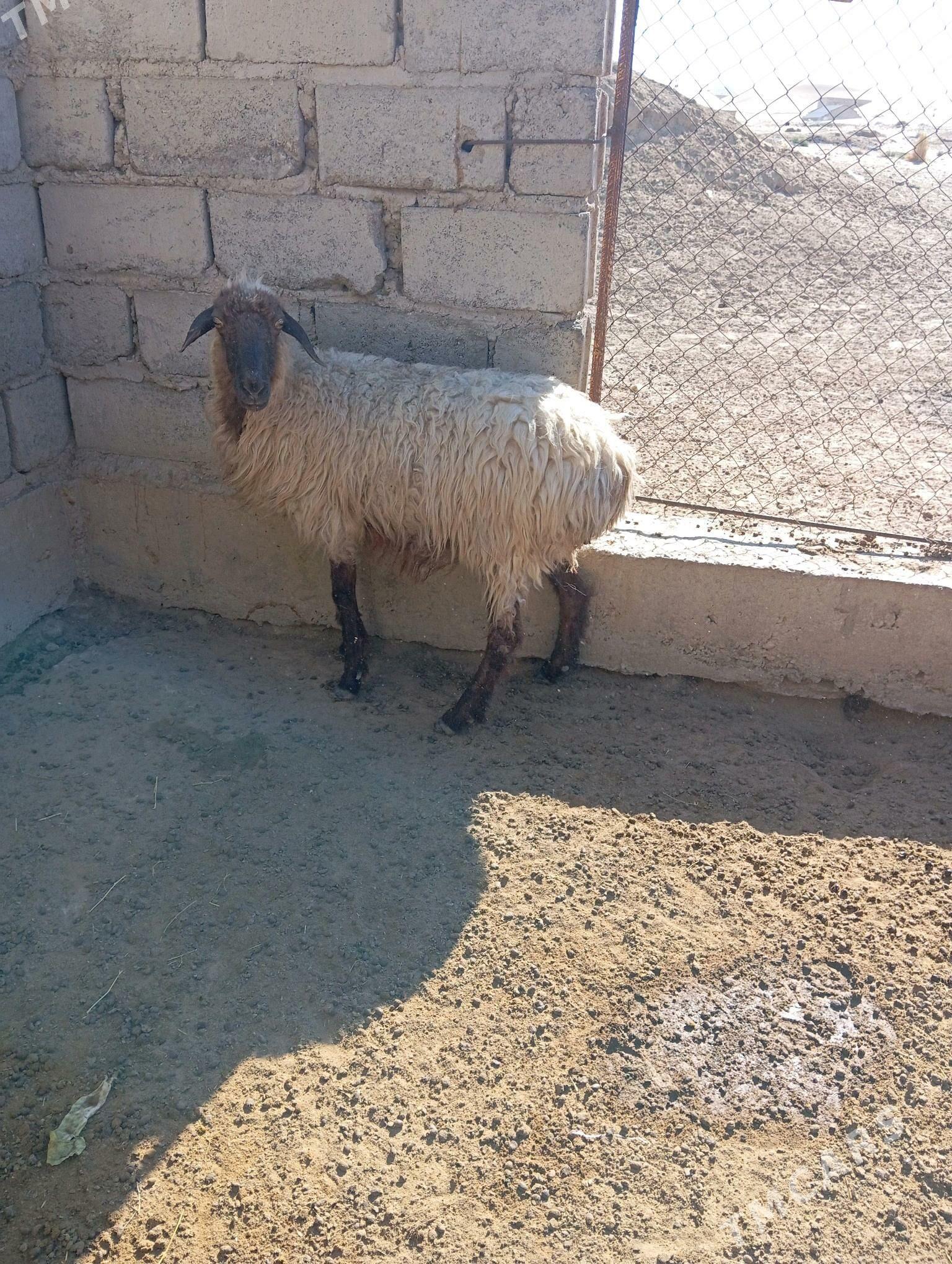 goyun yeri bugdayyly - Эсенгулы - img 3