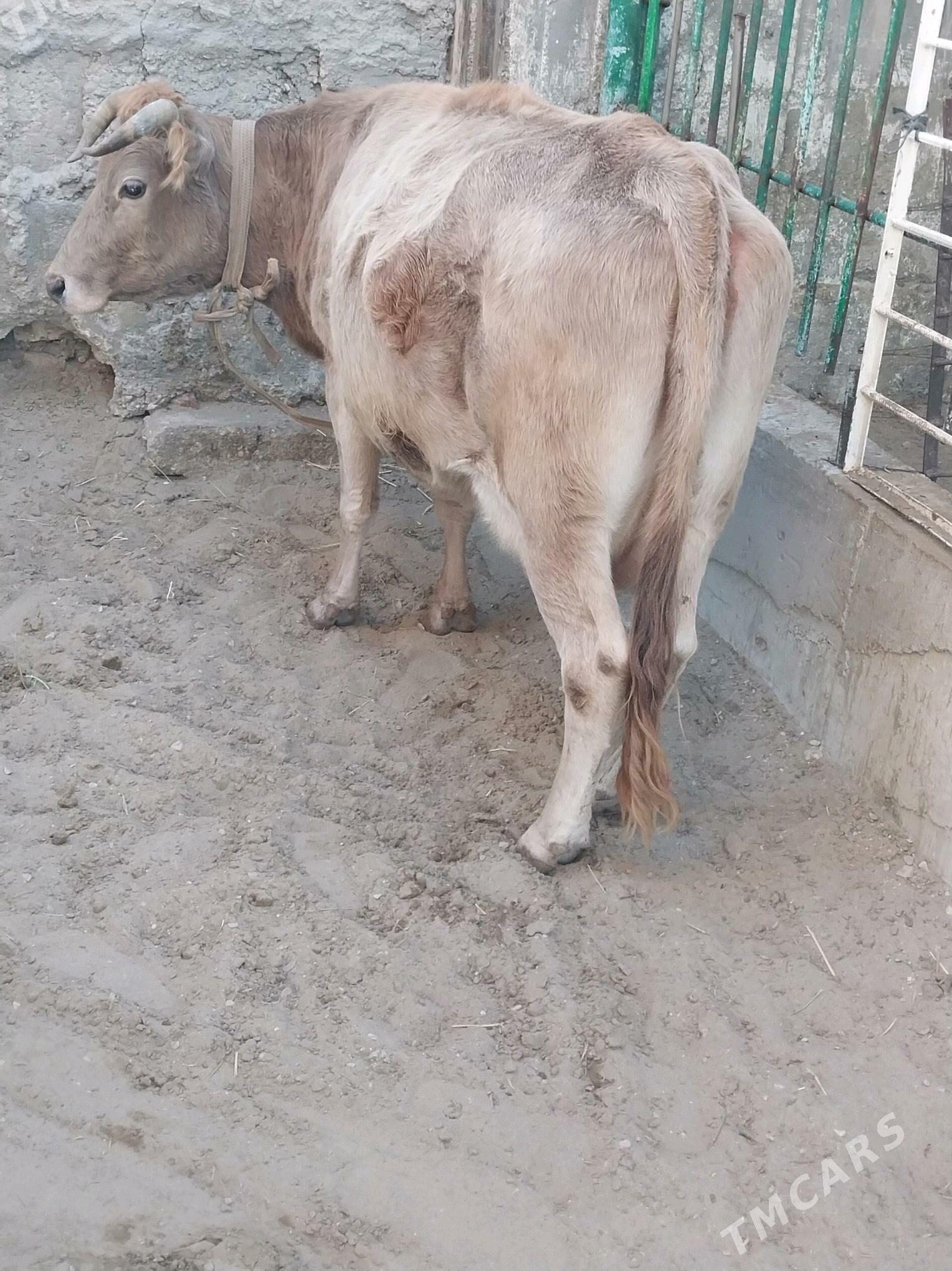 SYGYR - Балканабат - img 3