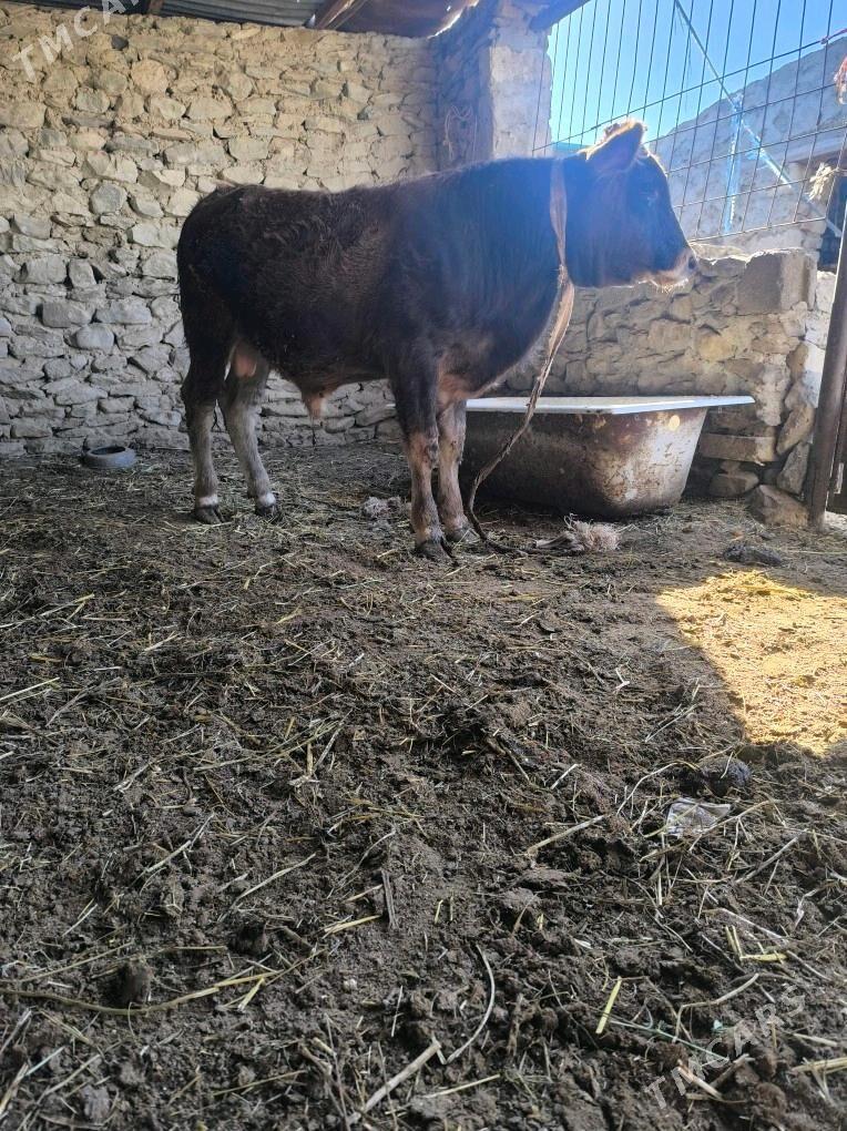 okiz - Берекет - img 1