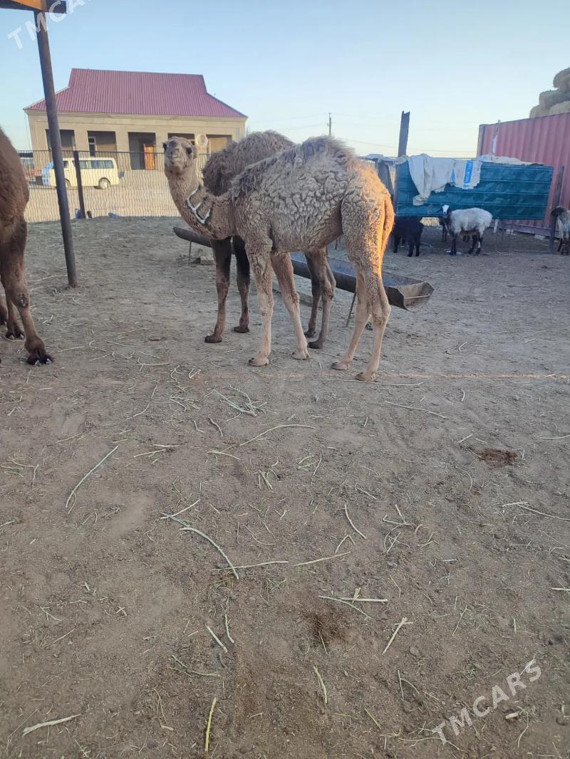 torum - Эсенгулы - img 2