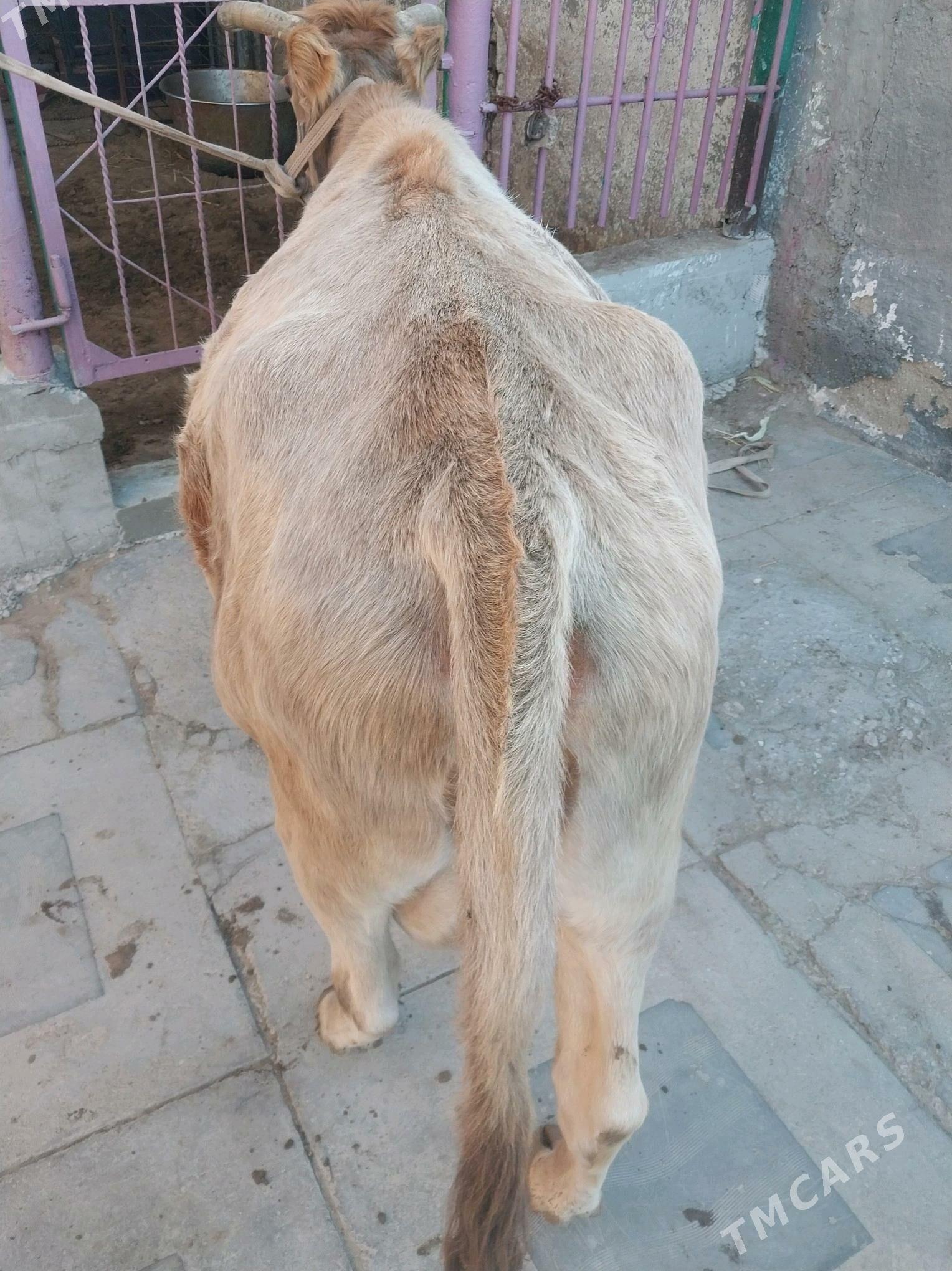 SYGYR - Балканабат - img 4